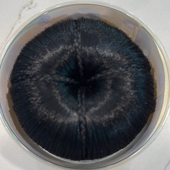 🔵 Masterpiece New in Box Black Hair (1B) Donut Bun - Picture 3 of 5